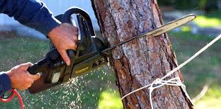 Best Root Management and Removal  in Dacula, GA