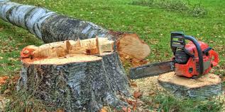 How Our Tree Care Process Works  in  Dacula, GA