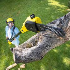 Reliable Dacula, GA Tree Care Solutions