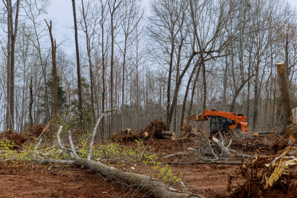 Best Tree Maintenance Programs  in Dacula, GA