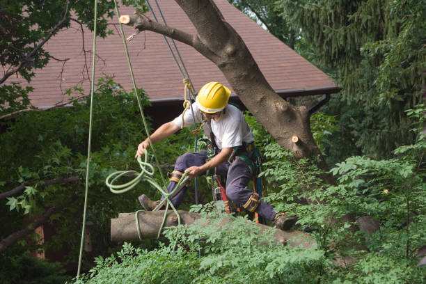 Best Lawn Pest Prevention  in Dacula, GA